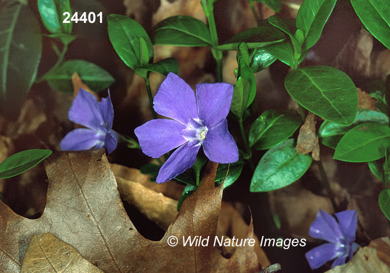 Lesser Periwinkle, Vinca minor